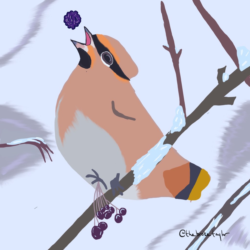 pink-ish bird on a branch catching a berry in its mouth