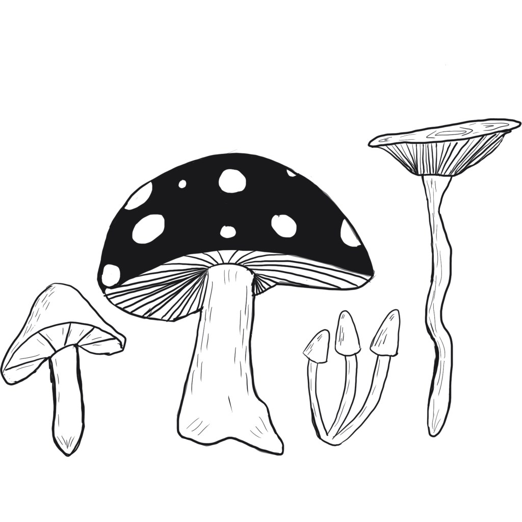illustration of four mushrooms in black and white