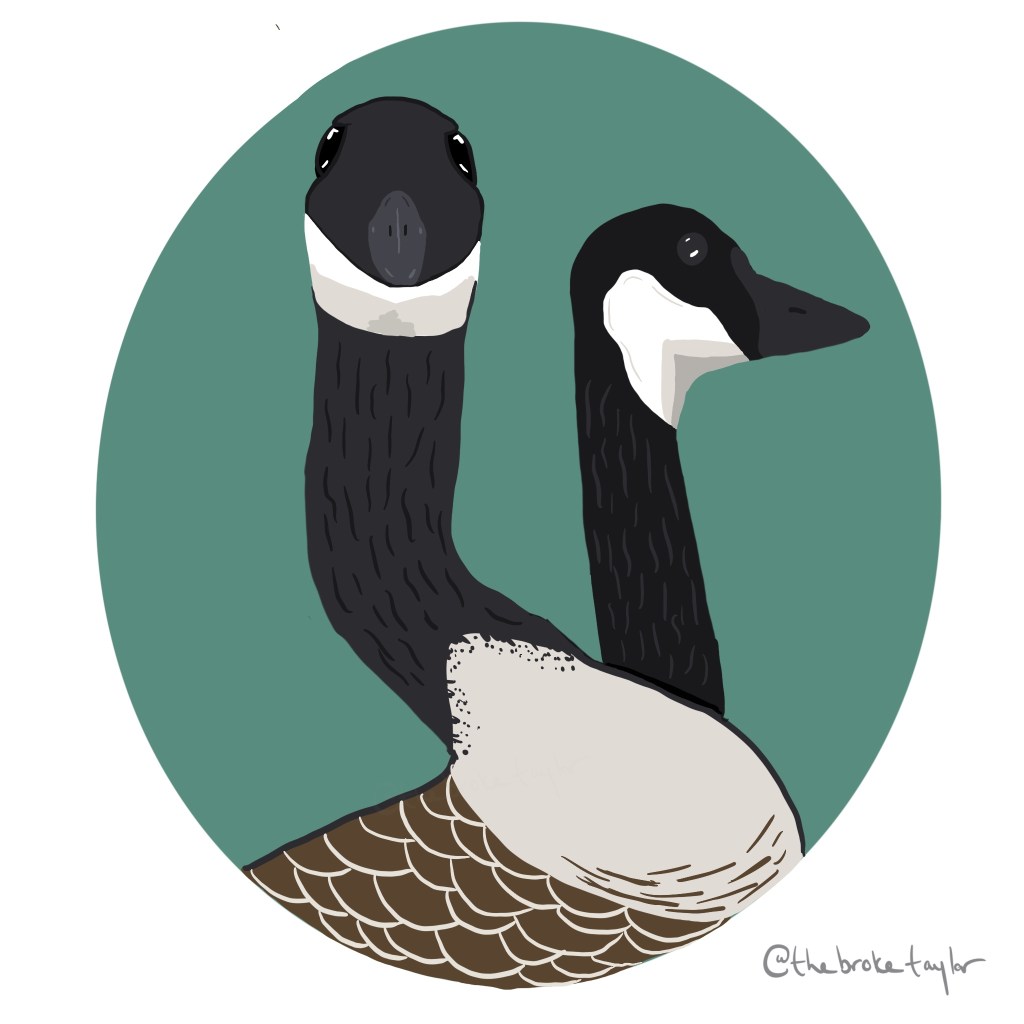 illustration of a canada goose looking directly at viewer and another looking to the right.