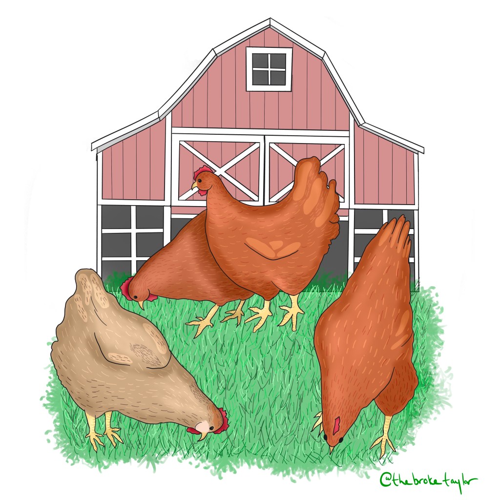 four chickens grazing in front of a pink chicken coop.